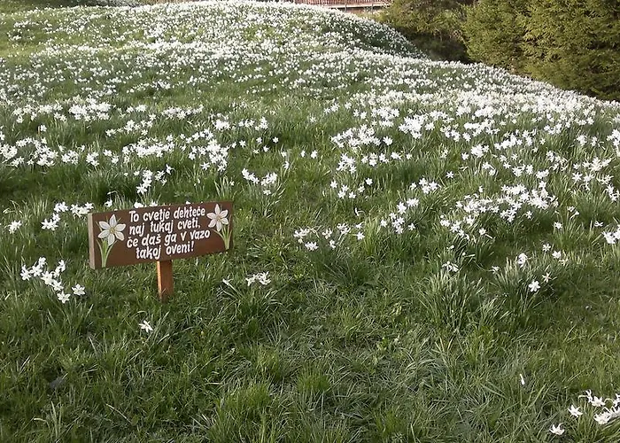 בית הארחה Pr' Betel